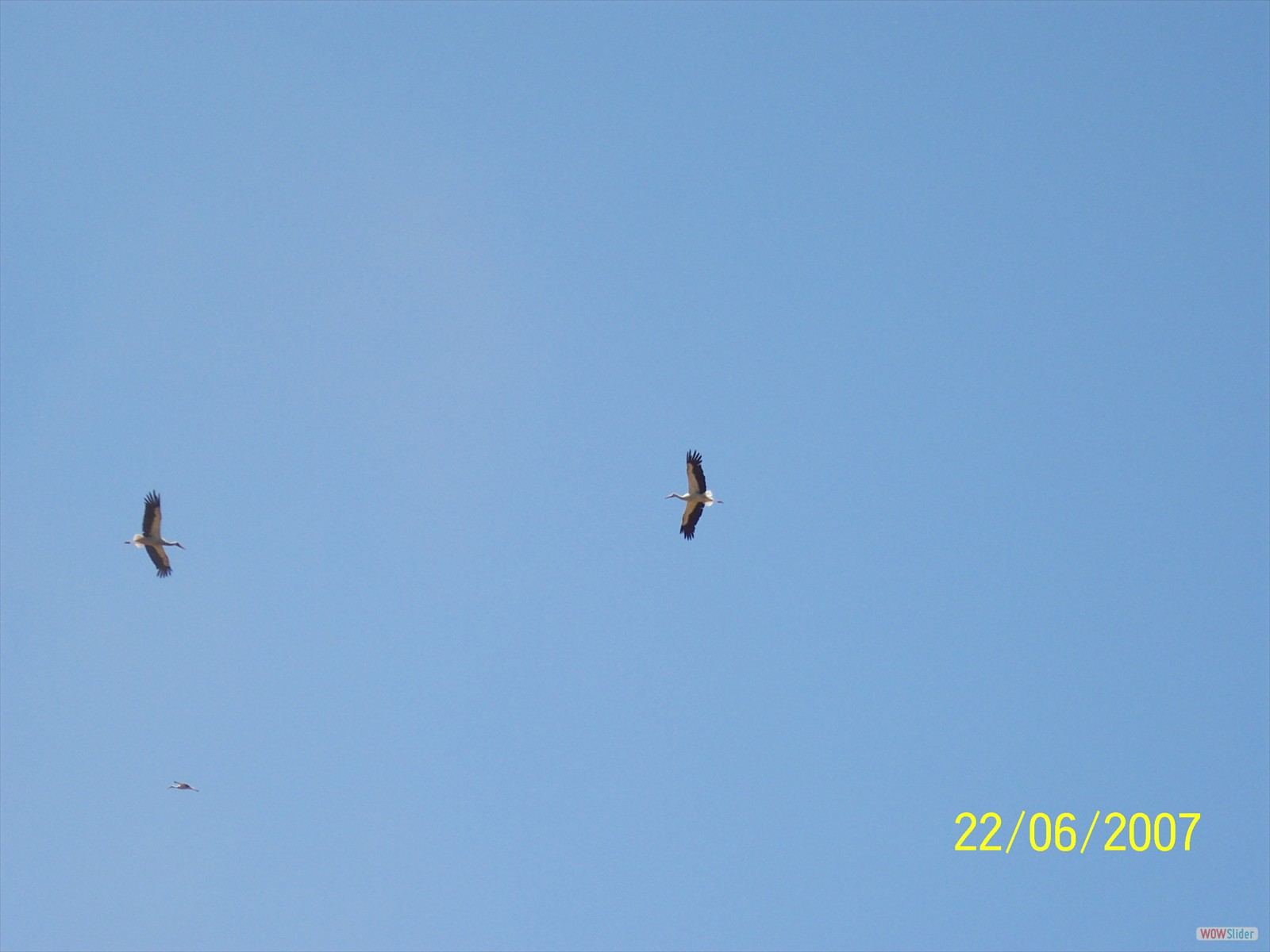 Picture 013