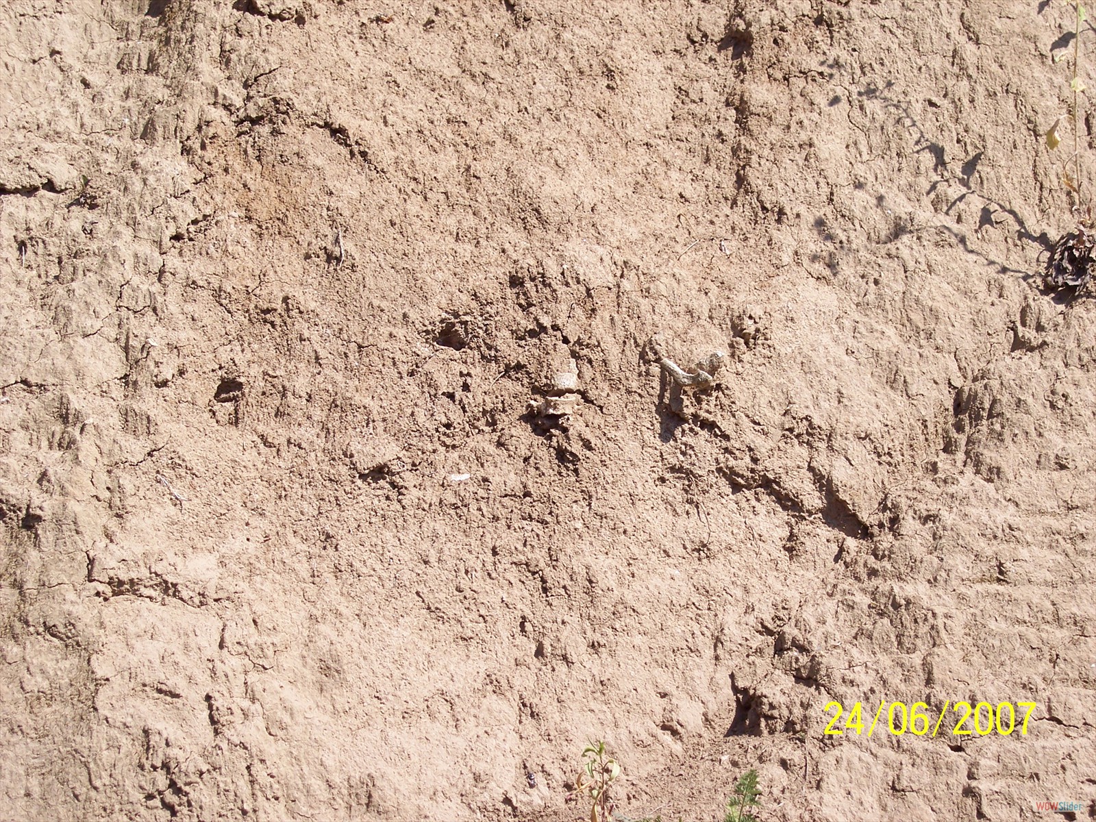 Picture 026
