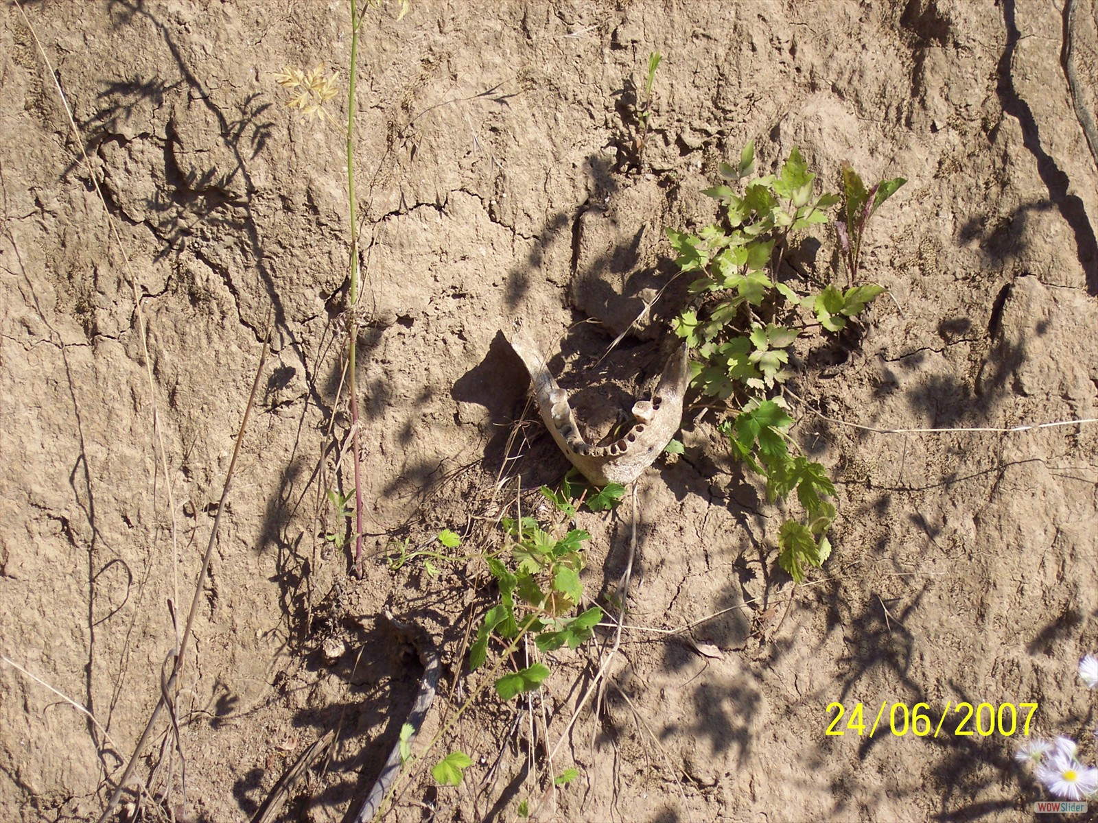 Picture 027