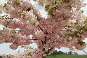 IMG_4174