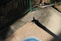IMG_4242