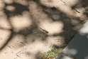 IMG_1674