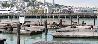 Pier 39