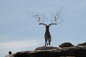 IMG_4316