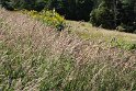 IMG_4704