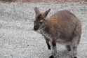 IMG_4847