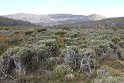 IMG_5007