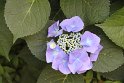 IMG_6988
