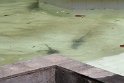 IMG_8954