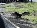 DSC00613