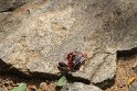 IMG_8074