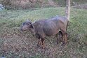 IMG_8504