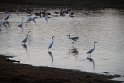 IMG_8517