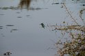 IMG_8524