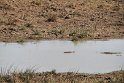 IMG_8533