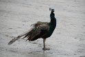 IMG_9803