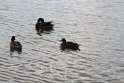 IMG_0555
