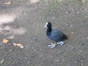 IMG_0265