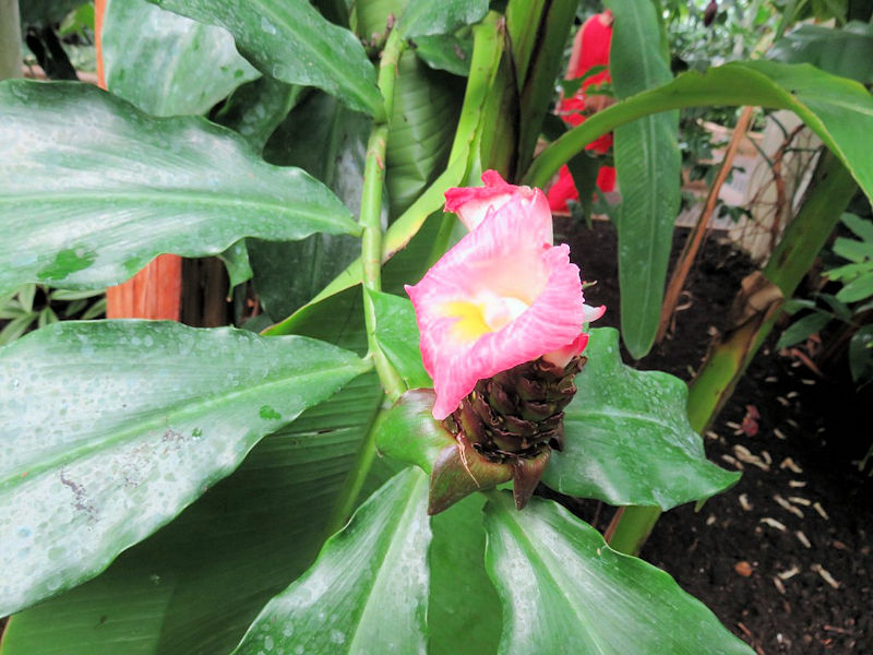 Day 36 Kew Garden