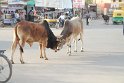 IMG_3177