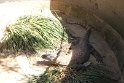 IMG_2661