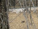 IMG_2156