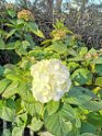 IMG_20200606_155037