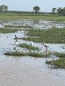 IMG_2441