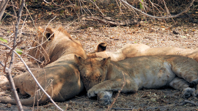 Chobe