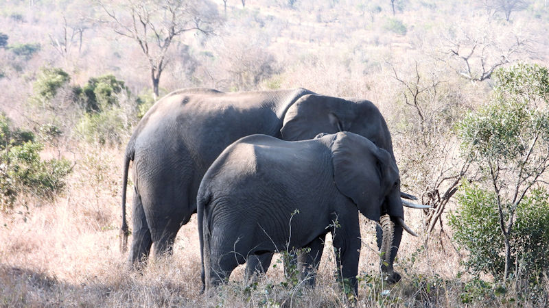 Kruger